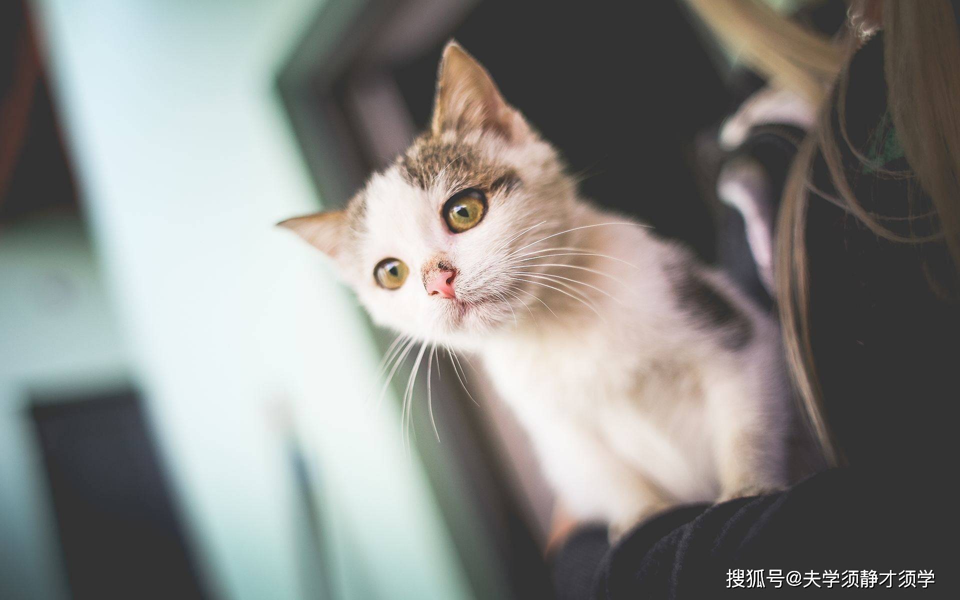 梦境的深意，解析梦见打死一只猫，另一只猫来咬我的寓意