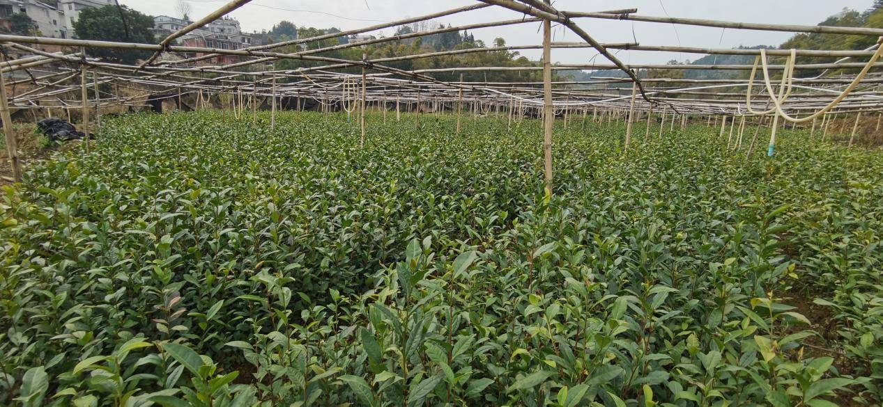 六堡镇理冲村茶园基地建设有茶树种质资源圃,苗木快速繁育圃亩,标准