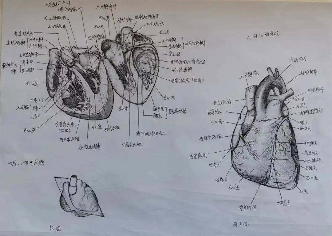 宝职学子医笔生花,绘人体奥妙,展医学风采