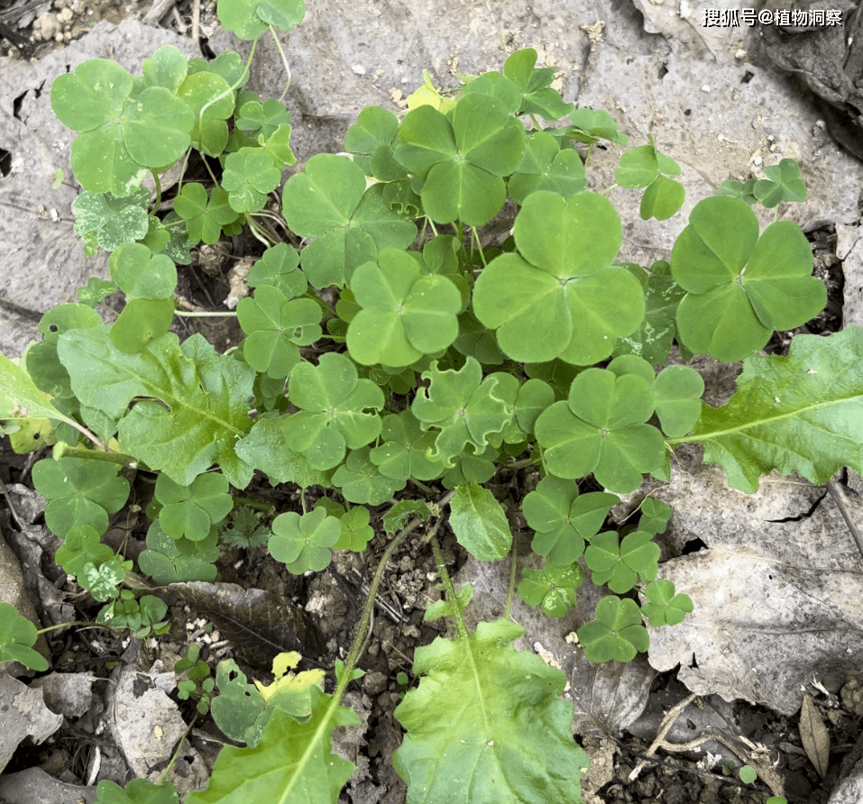 酢浆草,又称三叶草,酸酸草,有3大作用,价值极高,农民要了解!