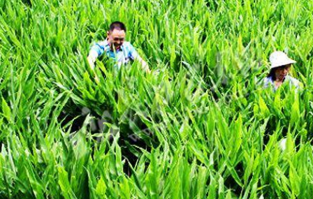 人称“亚洲人参”，农村很多地方都有，可惜少有人知道该怎么吃(图2)