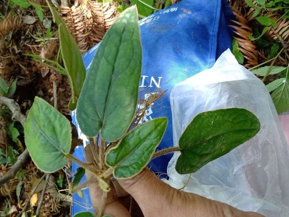 长得像兔耳朵,人称"妇女之友",见到请珍惜,如今价值很高_植物_种植