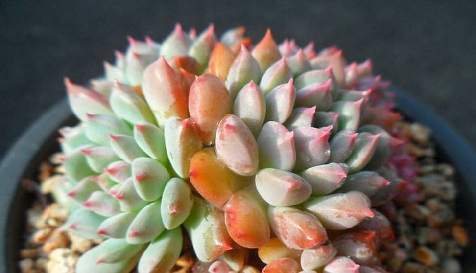 这种多肉植物有着小蓝衣的状态,叫莱恩小精灵_漂亮_群生_名字