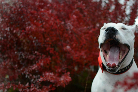 世界烈性犬排名图片