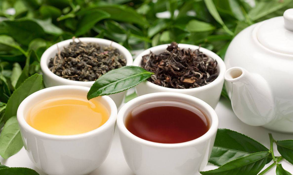 七茶科普：六大基础茶类划分介绍 
