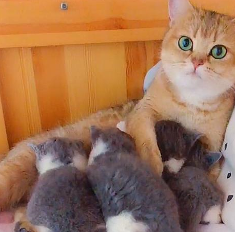 看到猫妈喂奶小奶猫毛色不对，主人提醒一句，猫妈脸色一变：我的 