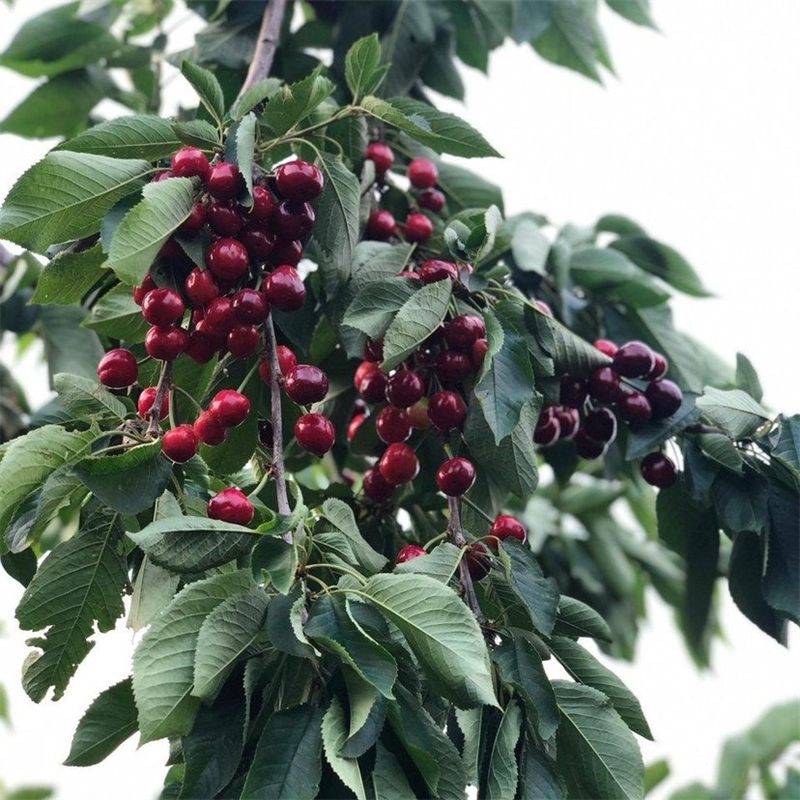 加拿大巨人樱桃苗品种果实大口感香甜,种植户受喜欢的品种_消费者_是