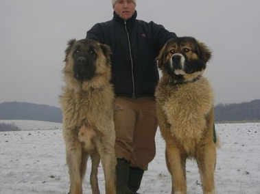 血統成疑的歐洲鬥犬,身居高山雪原,驅熊趕狼,能力