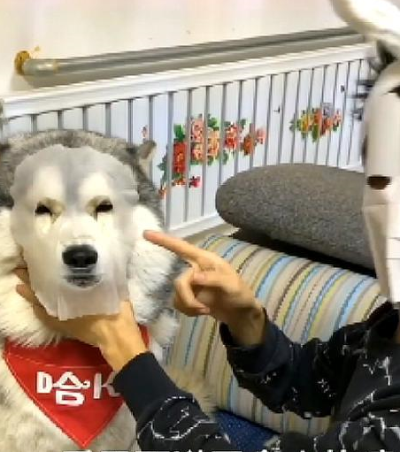 女主的面膜拆开了，看到男主贴在二哈脸上，笑岔气 