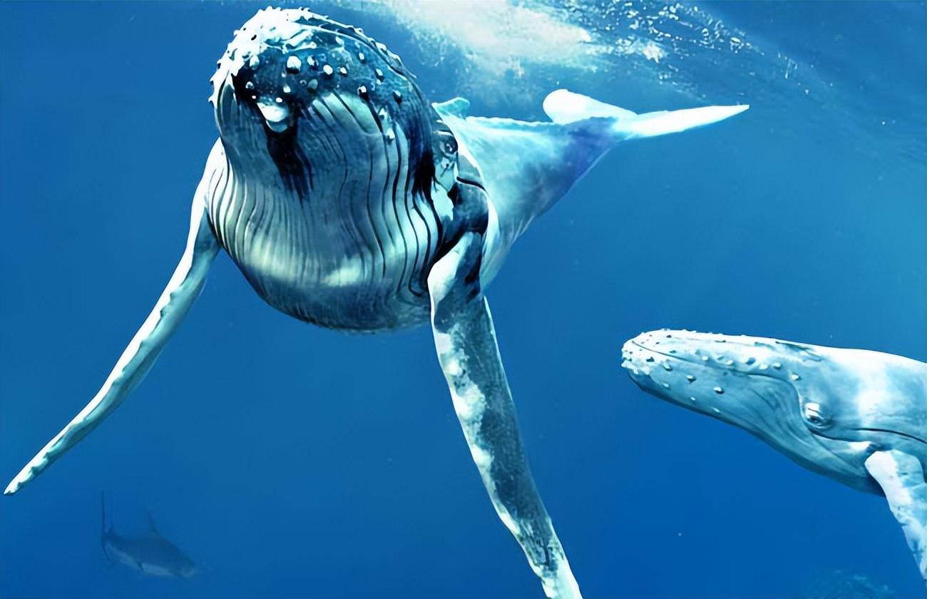 造粪机器蓝鲸,一次排泄能拉2吨屎,却被称为海洋生态钻石!