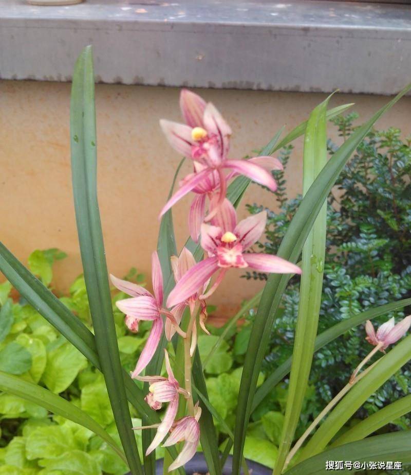 建兰"市长红",花叶俱美,香味醇正,曾一苗难求,现在物美价廉_兰花_开花