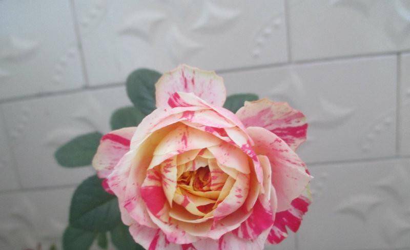 开花_嘉年华_玫瑰