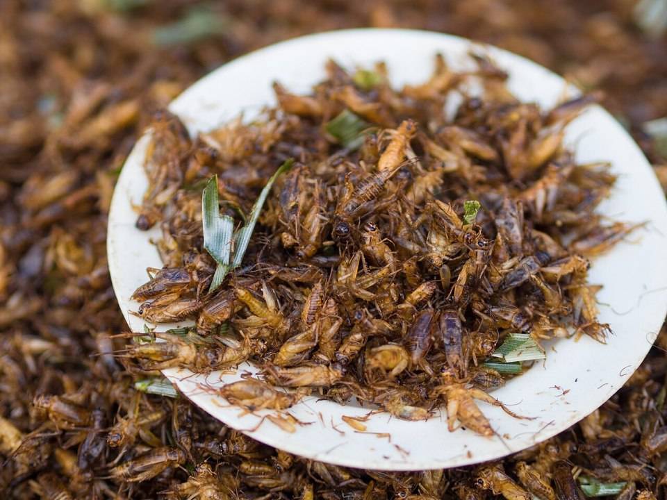 可以提取蟑螂提取液,用来制作药物,鼎鼎有名的康复新液就是美洲大蠊