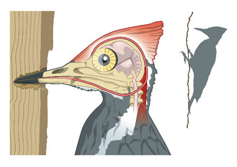 啄木鸟每天啄木1.2万次，为何不受脑震荡影响？_手机搜狐网