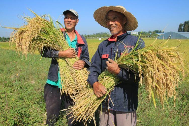 2023年再创新高!中国粮食总产量达到13908亿斤_农业_发展_国家