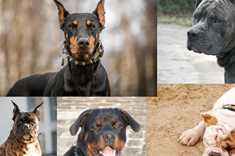 强悍的大狗特别友好的品种包括圣伯纳,金毛寻回犬,爱尔兰猎狼犬,缅甸