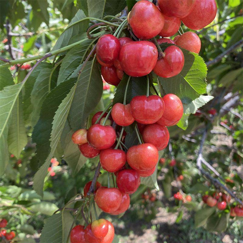 弗里斯科樱桃品种介绍图片