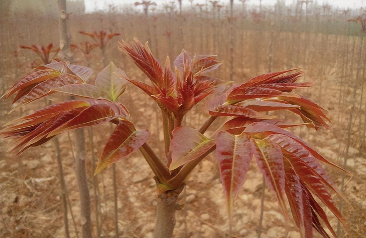 中国&quot;最难吃&quot;的5种蔬菜，吃过一半是牛人，有没有你最讨厌的？(图11)