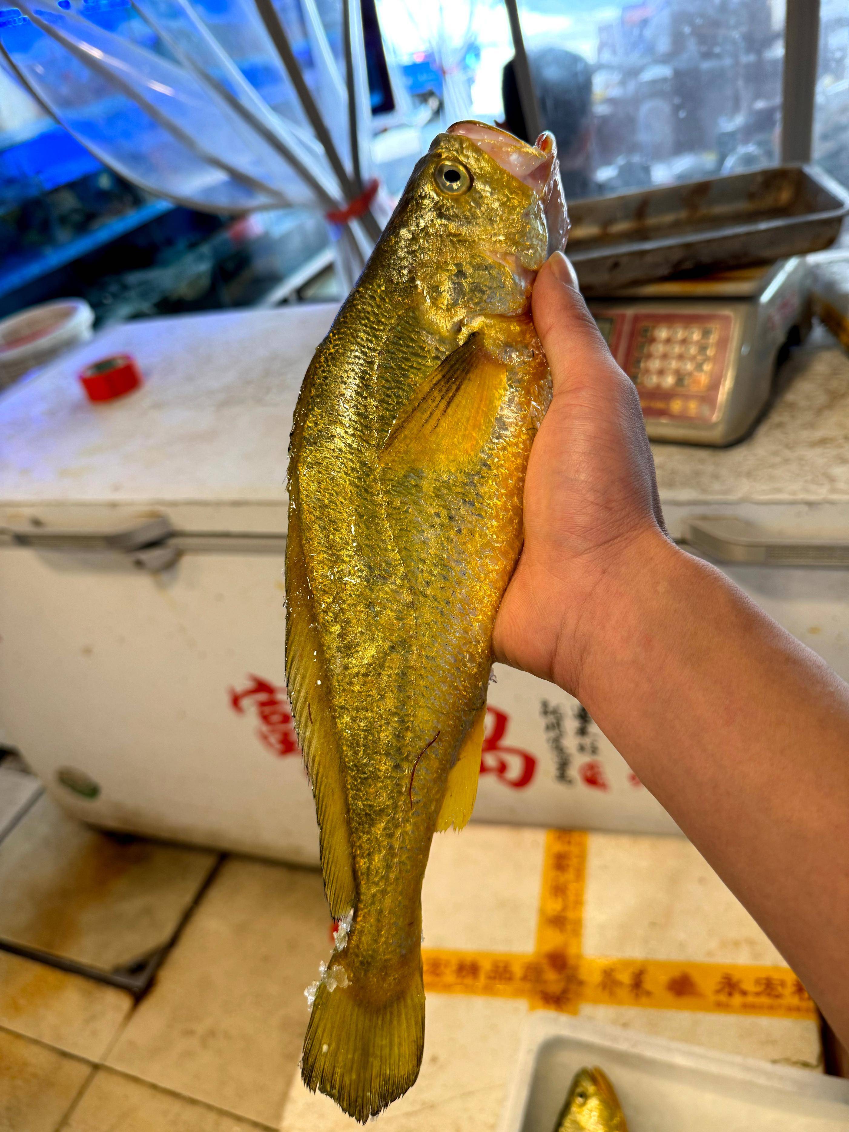 一起來了解一下東海野生大黃魚及野生大黃魚魚膠_資源_保護_捕撈