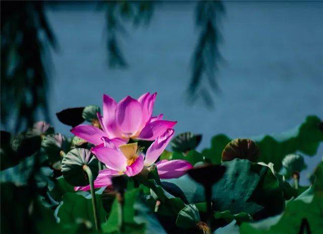 女山湖中的老鼋塘的传说太迷人:它从未干过,是东海龙宫的大门_赵三