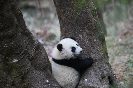 大熊猫为吸粉,现场表演爬树,结果让人哭笑不得!_树枝_卖萌_游看