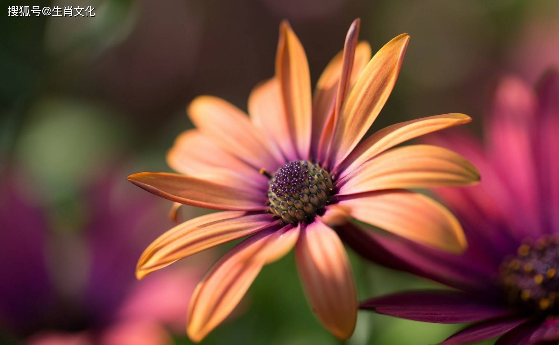 2023年底被好运眷顾,招财聚财,畅通无阻,钞票大把赚的生肖_机会_财运