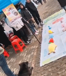 街边套圈套了条小黑狗，狗子当时就蒙了：“我它汪的有家了？” 