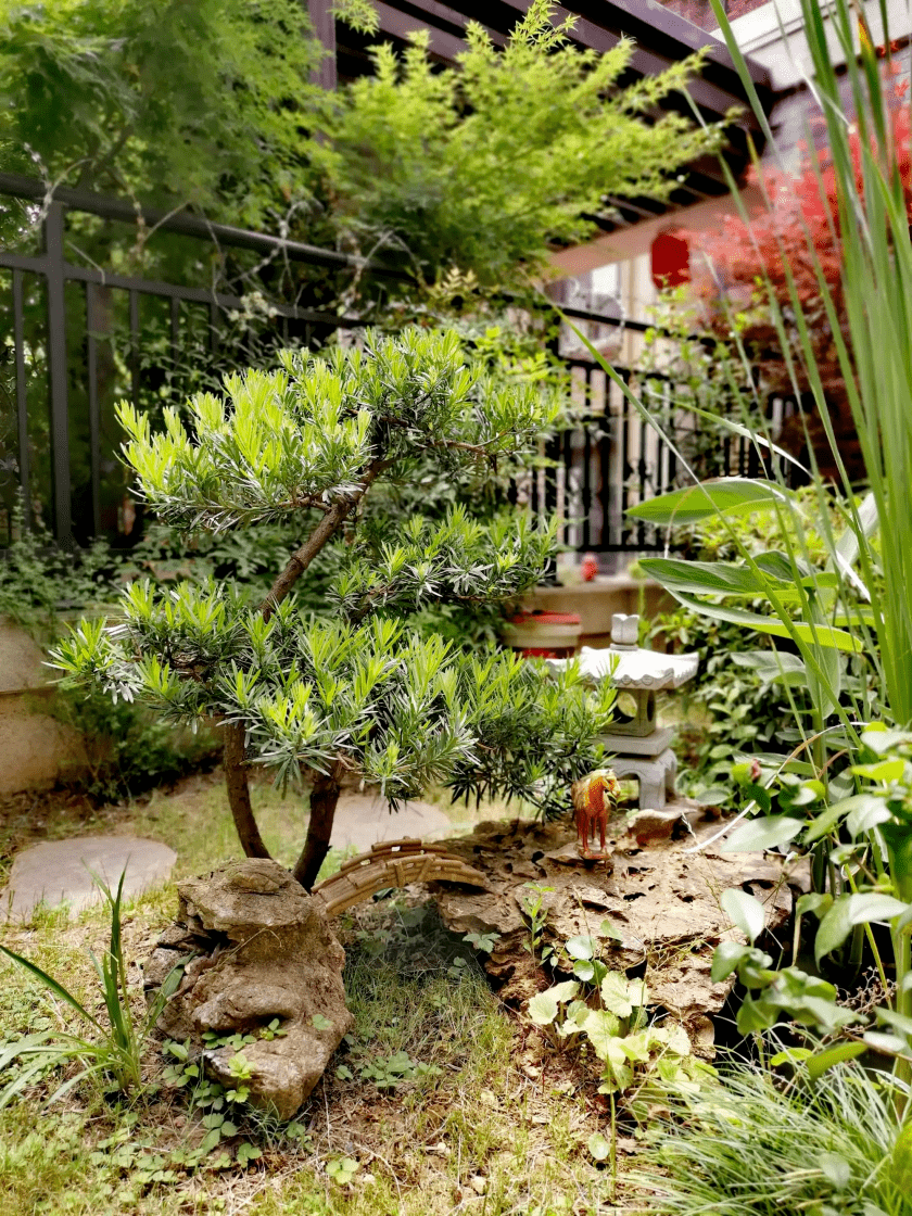 【造花园】一棵松,便成景——花园里的罗汉松_造型_树体_修剪