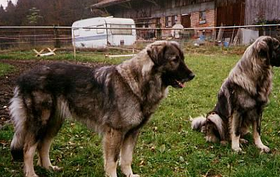 普京获赠的新宠物"帕莎"是一种什么狗?