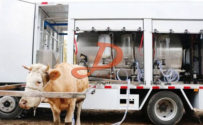 为什么散养奶牛挤奶推荐用移动挤奶车?_进行_传统_设备
