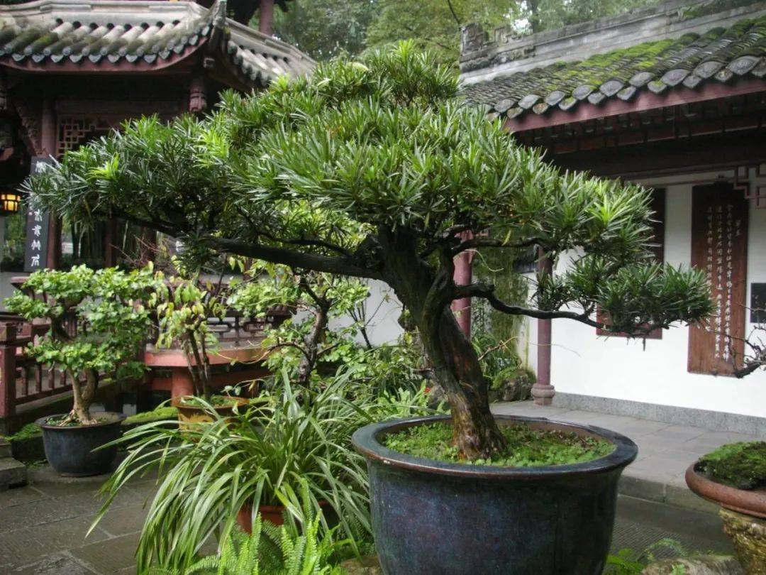 【造花园】一棵松,便成景——花园里的罗汉松_造型_树体_修剪