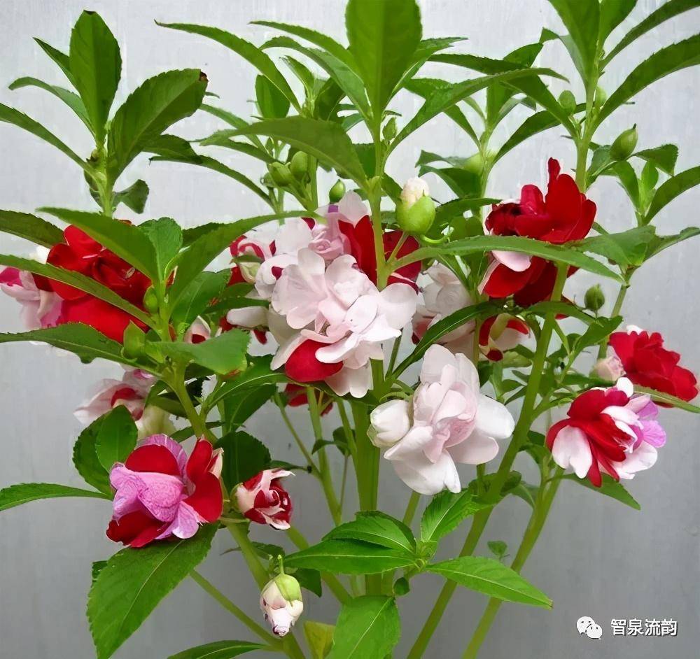 郭進拴|指甲花的記憶_鳳仙花_地方_母親