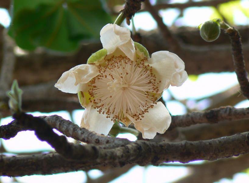 寿命可达5000年的猴面包树,能吃能喝还能住,这树究竟有多神奇?