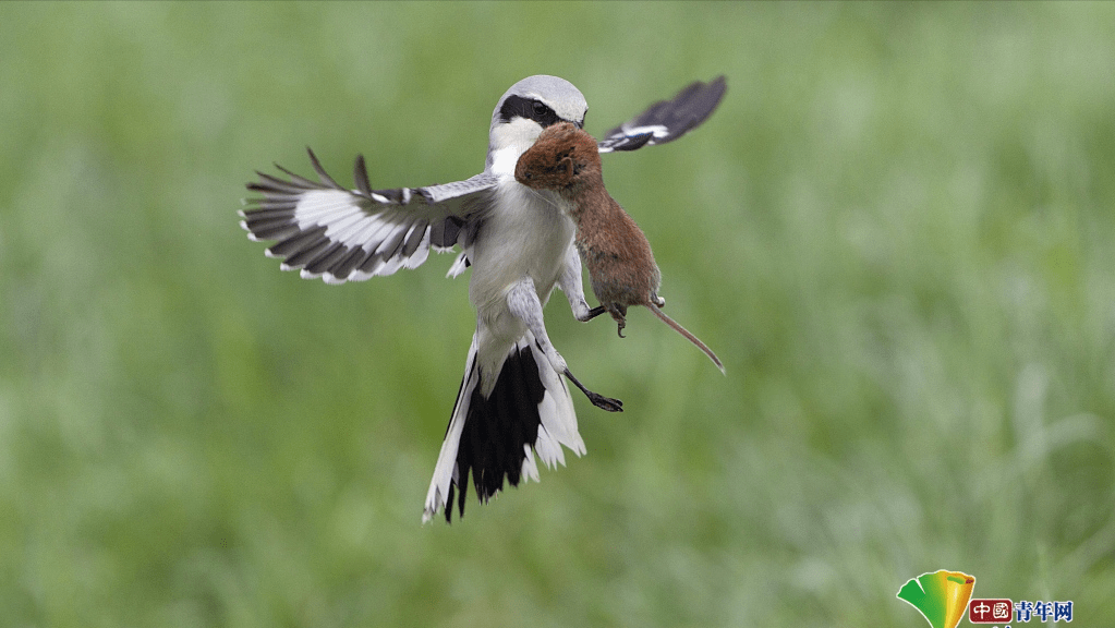 鳥類_害蟲_保護