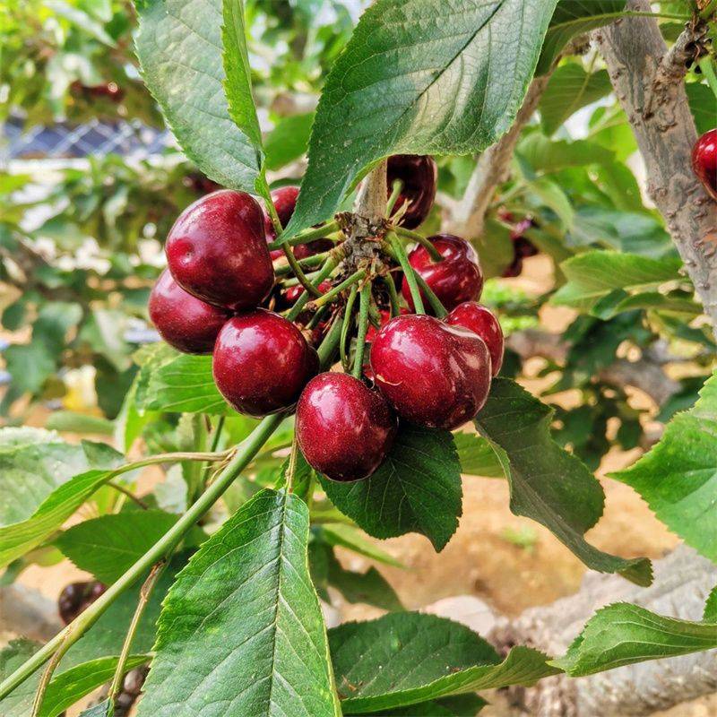 南方种植罗亚理车厘子樱桃苗:果实饱满,色泽艳丽,口感上佳_品种_气候