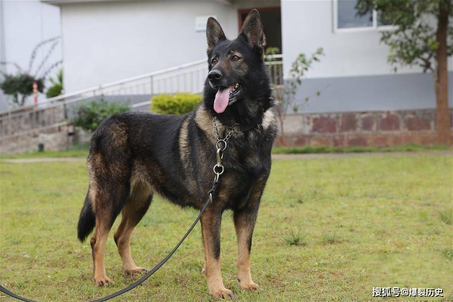 昆明犬草黄价格图片