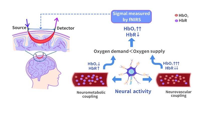 生物組織在近紅外光譜窗口(650-950 nm)內具有高散射,低吸收的特性,近