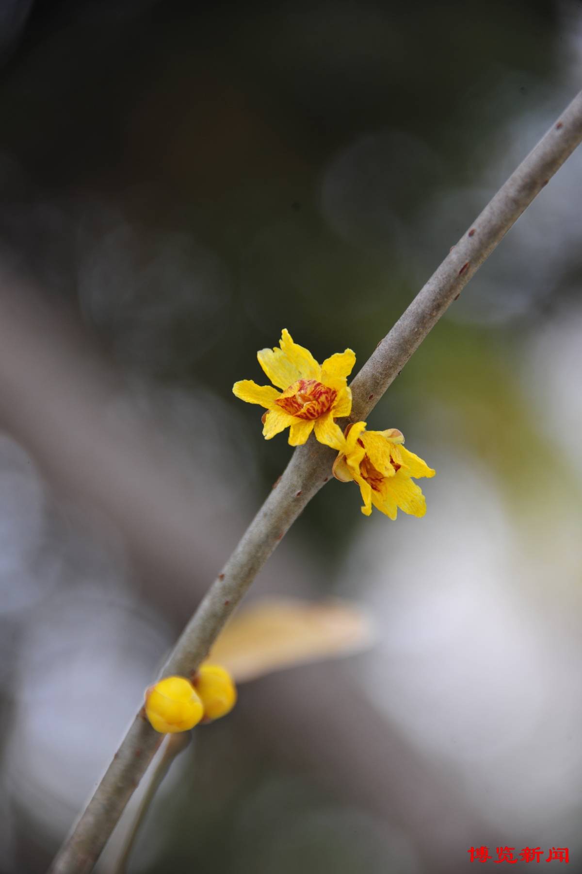 淄博人民公园:冰雪中腊梅花开放_史章_新闻_博览