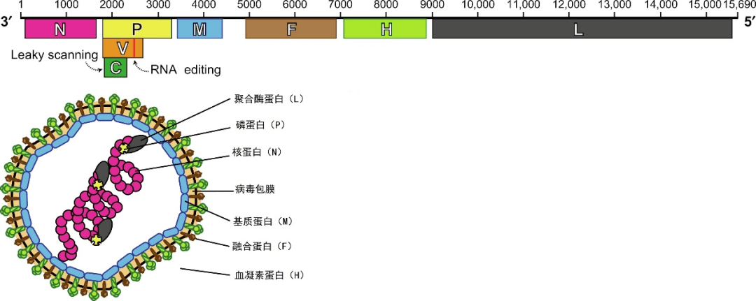 圖1是麻疹病毒基因組與結構示意圖.