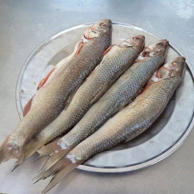 东北"三花五罗"之一的雅罗鱼,蛋白质含量高,营养价值高