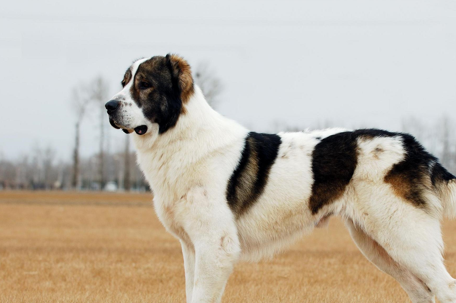 世界这几种大型犬你们知道吗?