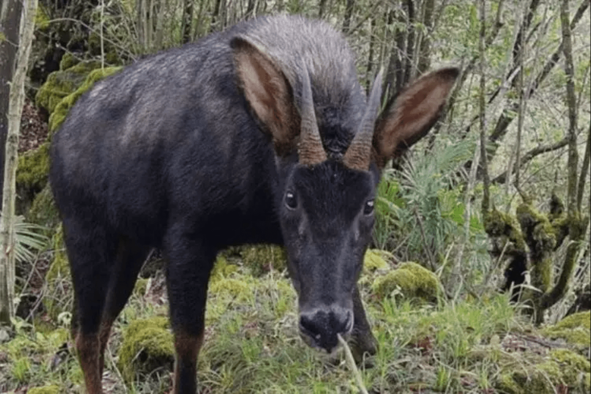 鬣羚_中华_食物