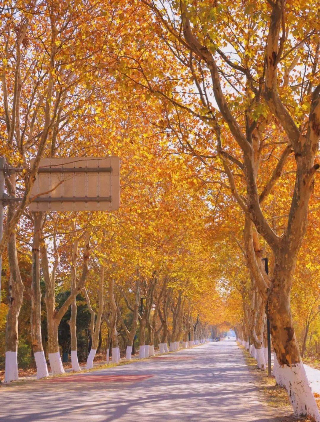 cr:xhs博主桐乡的老桐九公路上,马路两侧种满了梧桐树,这里的"十里