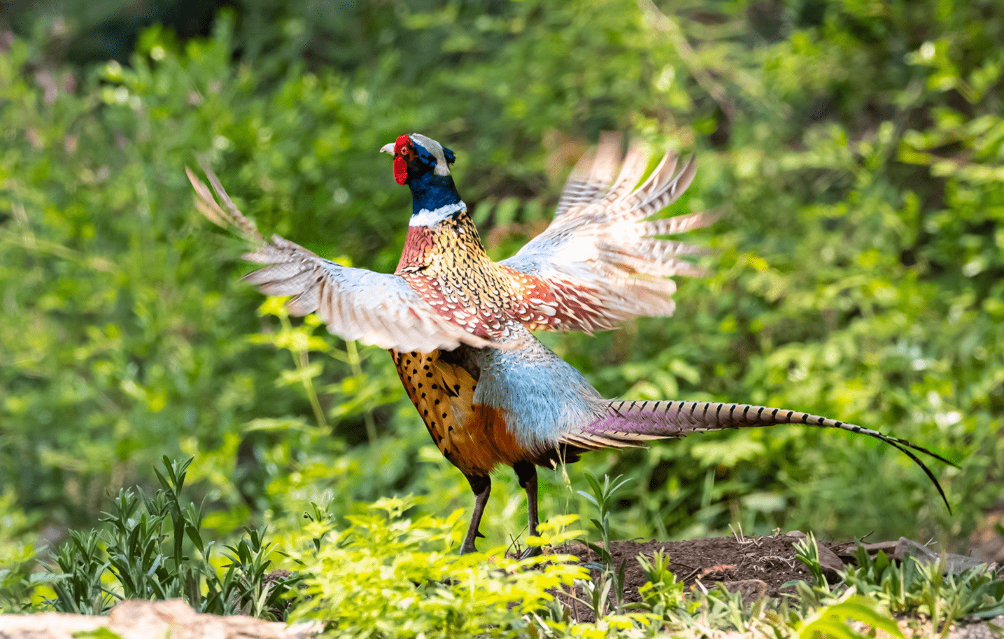 農民:真惹不起_雉雞_保護_動物