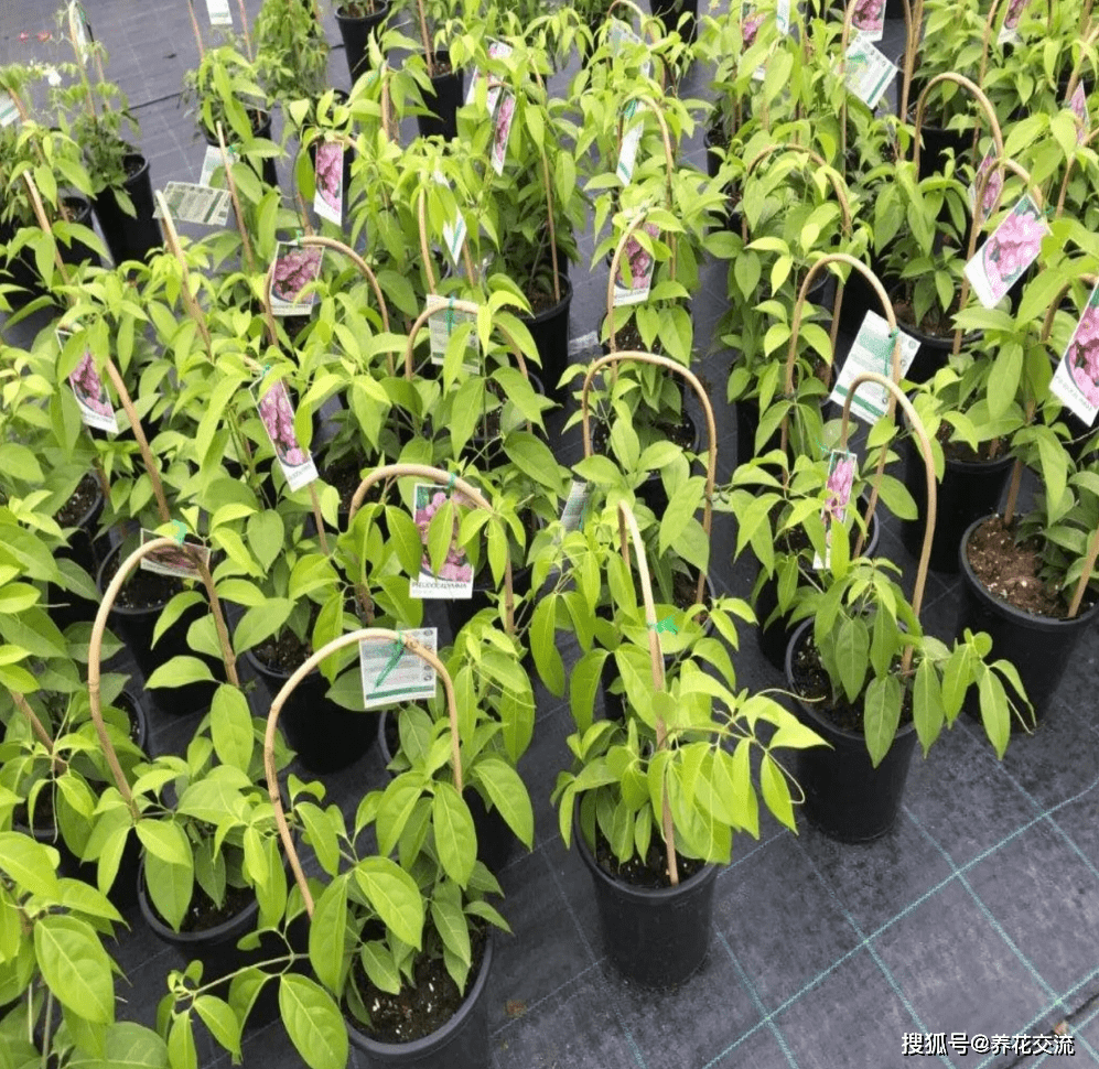 每年都拼了命开花的蒜香藤,花量超多,不考虑一下么?_土壤_地方_盆栽