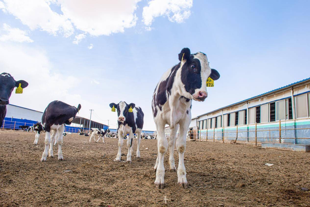 扎根内蒙古乌兰布和沙漠深处,圣牧持续多年自建牧场,将有机体系与垂直