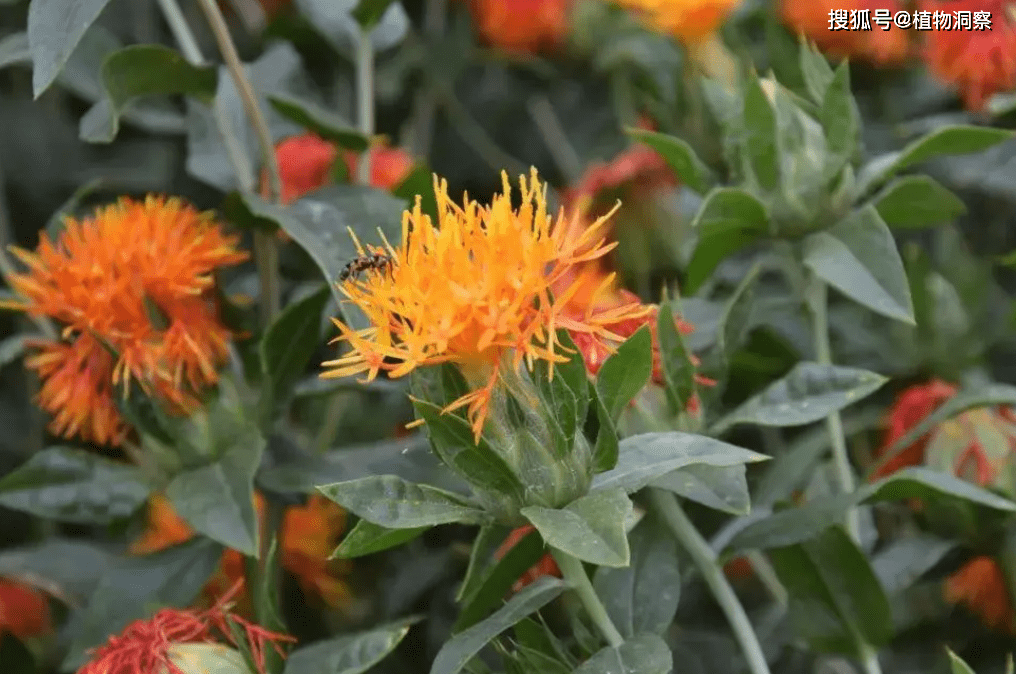 红花菜,又称红花,红蓝花,有3大作用,价值极高,农民朋友要了解!