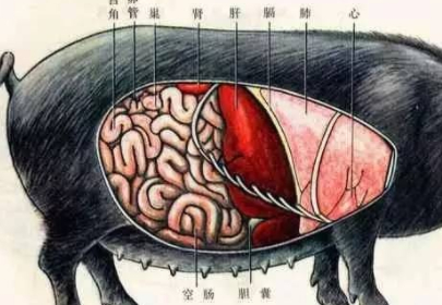 豬身上的4個部分不要吃,營養沒有毒素多,吃多有害健康_時候_動物_含量