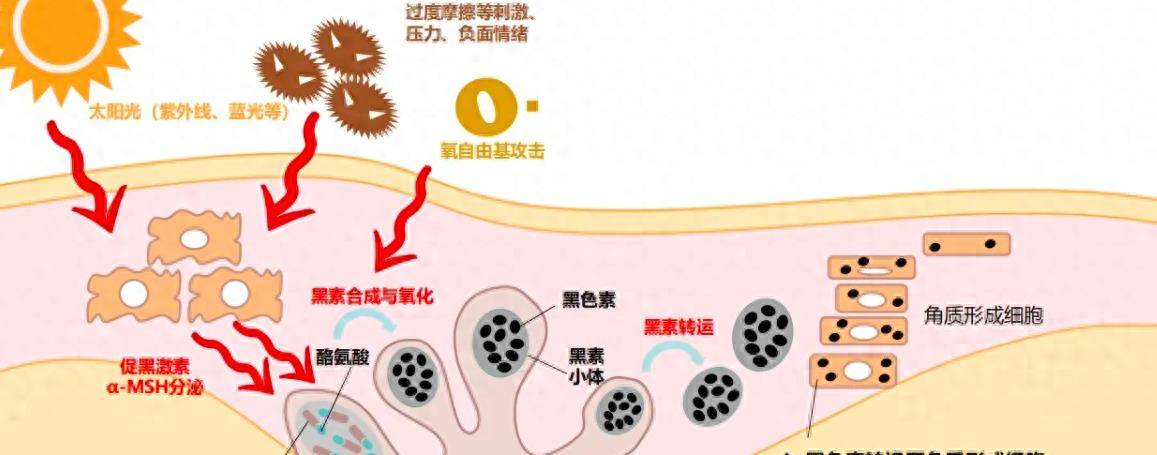 人类真的没有生殖隔离吗?黄种人与白种人能够生育的神秘秘密揭示