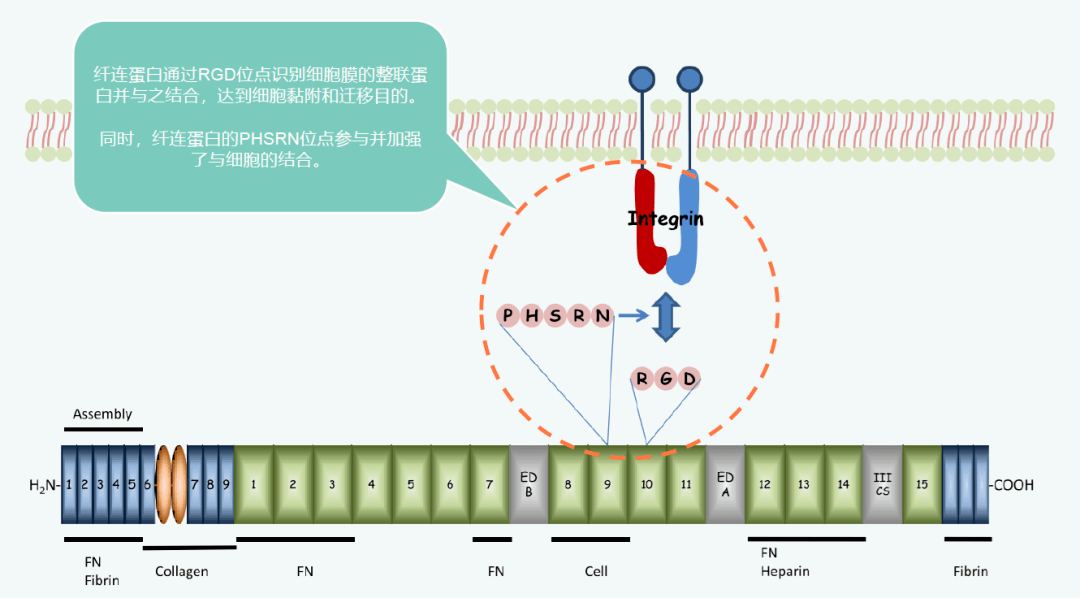 【合壹分享】耐熱纖連蛋白:高溫下的生命力,護膚品